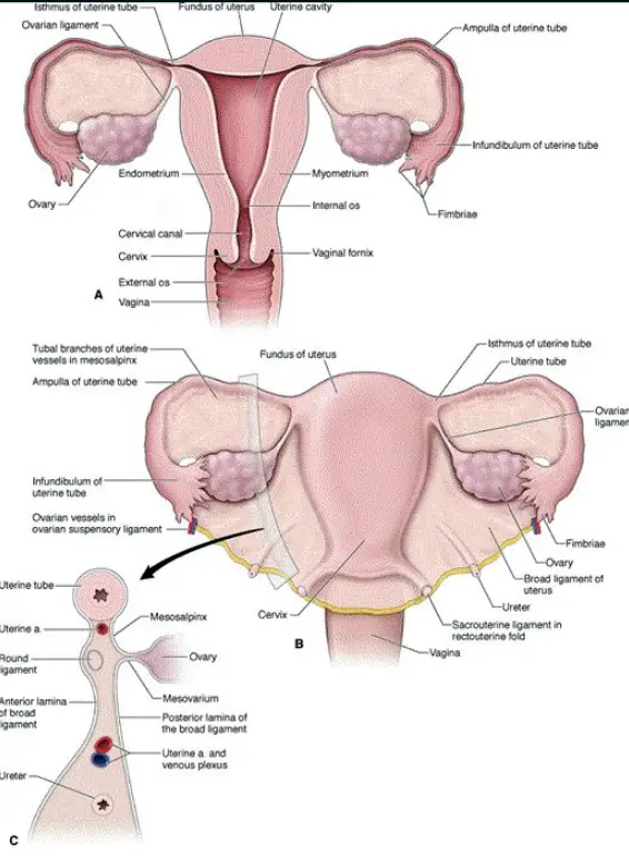 Anatomy of the Female Reproductive System