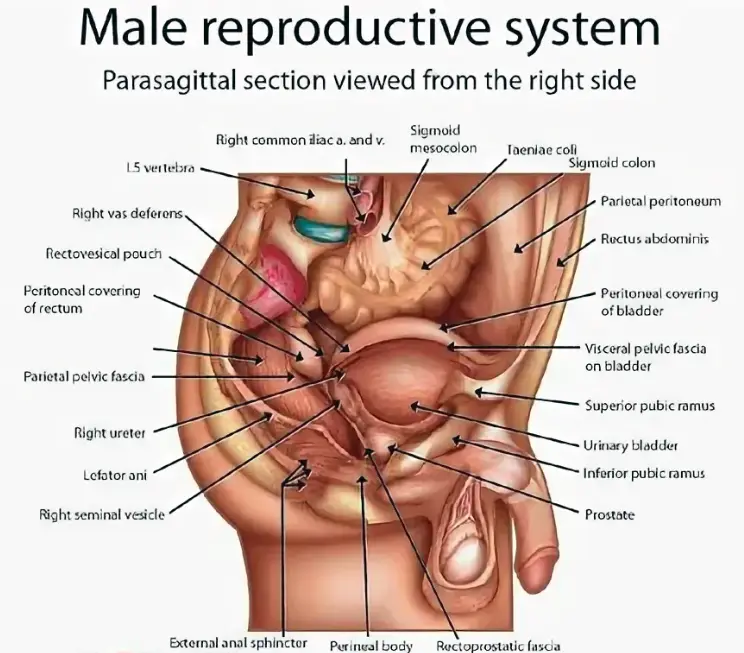 Anatomy of the Male Reproductive System