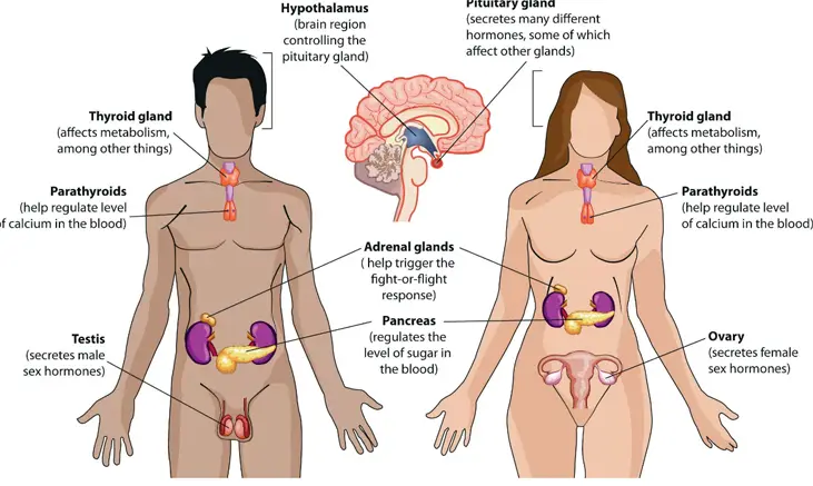 Hormonal Regulation