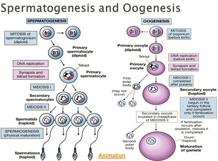 Physiology of Reproduction