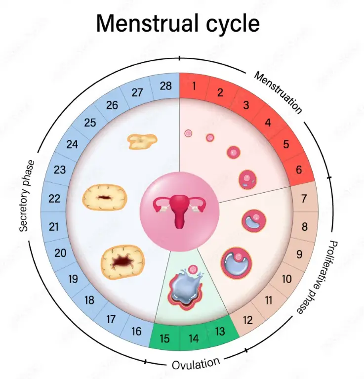 The Menstrual Cycle