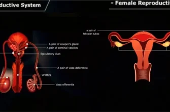 Understanding the Human Reproductive System: Anatomy and Physiology